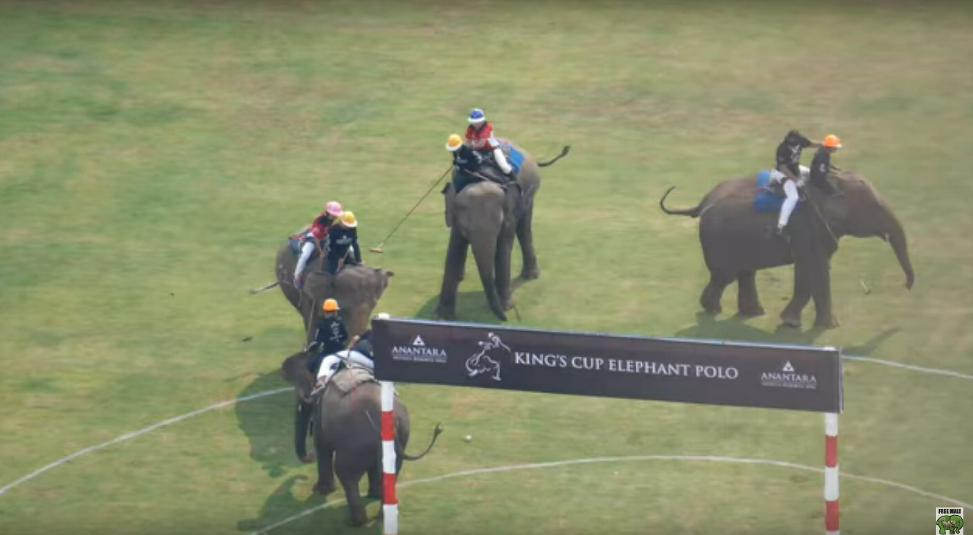 Le cruel tournoi de polo King’s Cup en Thaïlande, c’est fini !