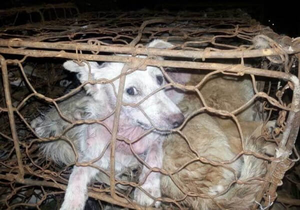 Le festival de Yulin commence : quelle différence-y-a-t-il entre un chien et un cochon ?