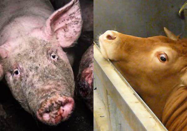 Ce sont les animaux qui ont un réel besoin de protection