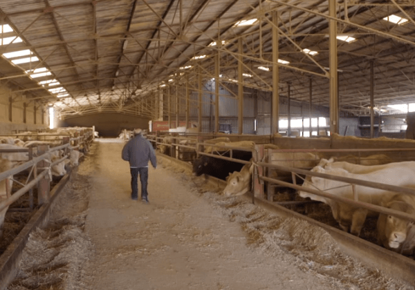 « La Boucherie éthique » : Un documentaire parodique dévoile l&rsquo;absurdité des promesses de « viande issue d&rsquo;animaux heureux »