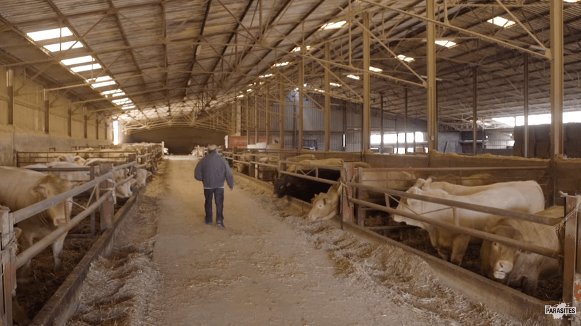 « La Boucherie éthique » : Un documentaire parodique dévoile l&rsquo;absurdité des promesses de « viande issue d&rsquo;animaux heureux »