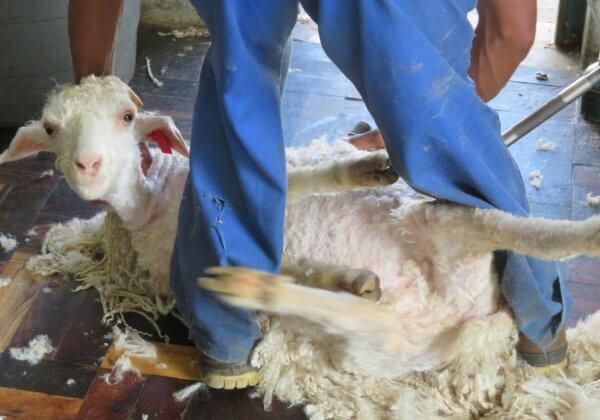 Enquête mohair : les premières plaintes déposées