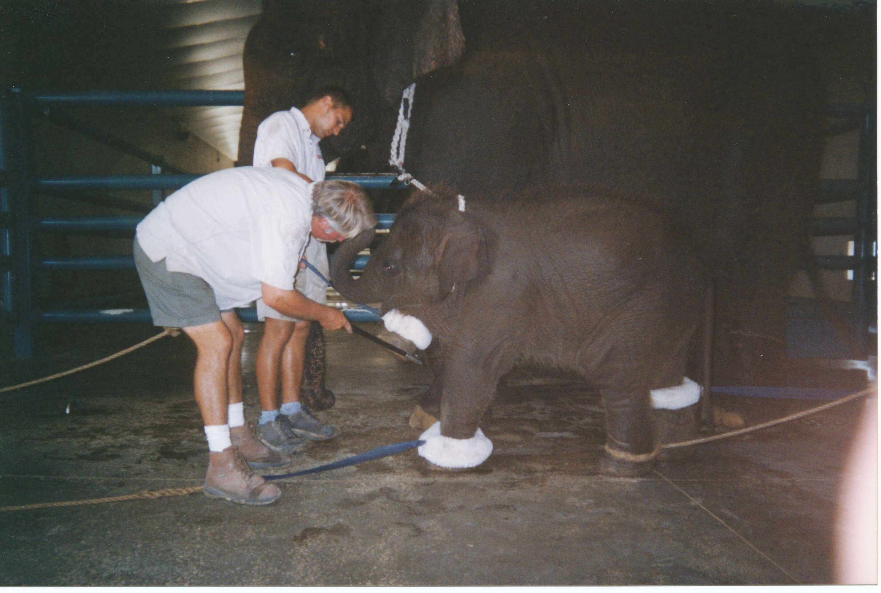 животные в цирке. замученные животные в цирке. как дрессируют животных в цирке. слон и человек стоят на голове. избивают животных в цирке.