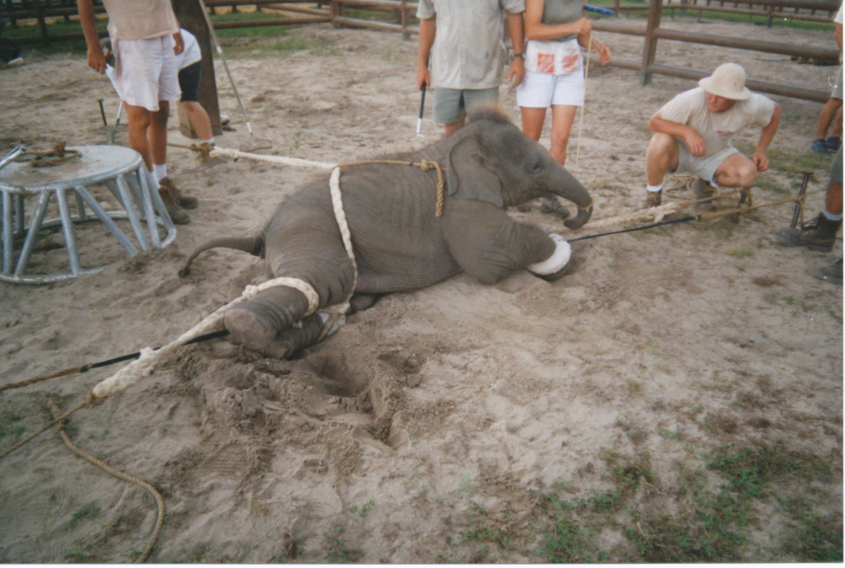 замученные животные в цирке. цитаты про жестокое обращение с животными. человек самое опасное животное на земле цитаты. человек жестокое животное. ответственность за животных.