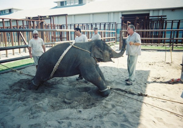 En images, la violence infligée aux éléphants pour les numéros de cirque