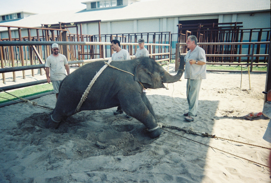 En images, la violence infligée aux éléphants pour les numéros de cirque