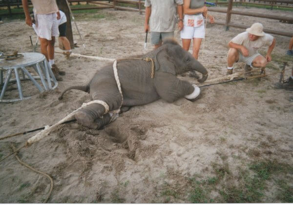 Lille prend position contre la présence d&rsquo;animaux sauvages dans les cirques