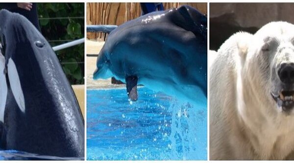 Une orque, un dauphin et un ours dépérissent sous le regard des spectateurs