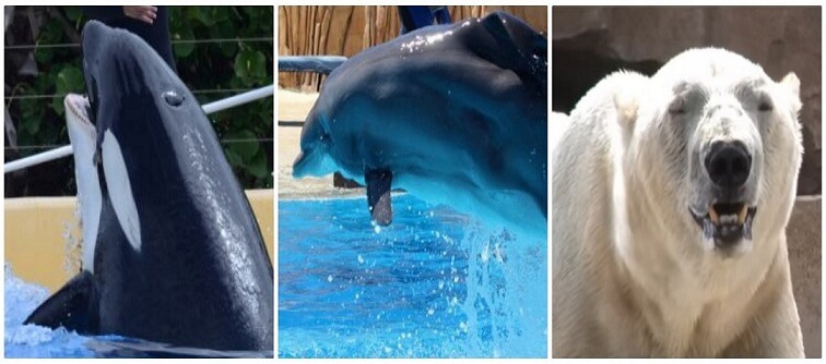 Une orque, un dauphin et un ours dépérissent sous le regard des spectateurs