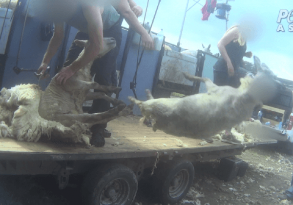 Exclu : des moutons frappés, piétinés, entaillés et massacrés pour la laine au Royaume-Uni