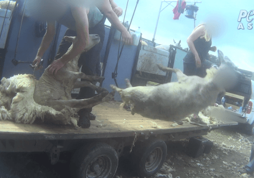 Exclu : des moutons frappés, piétinés, entaillés et massacrés pour la laine au Royaume-Uni