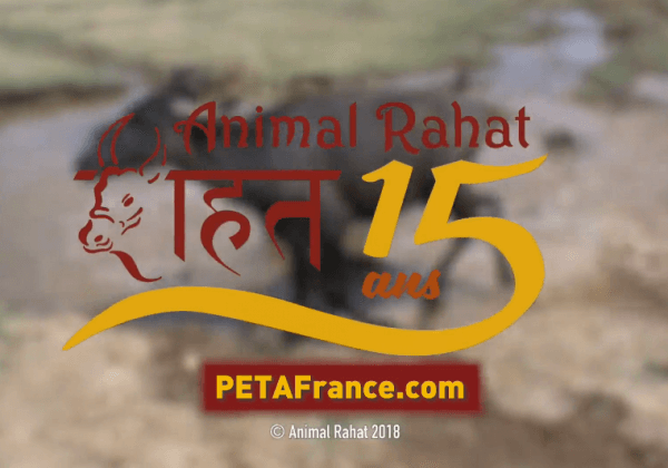 Animal Rahat : 15 ans de travail pionnier pour les animaux