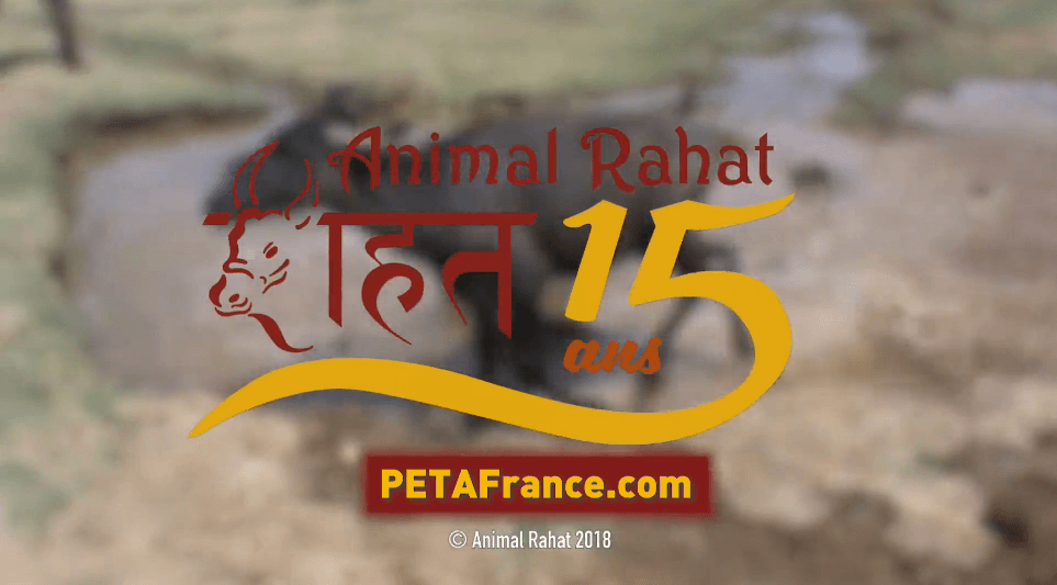 Animal Rahat : 15 ans de travail pionnier pour les animaux