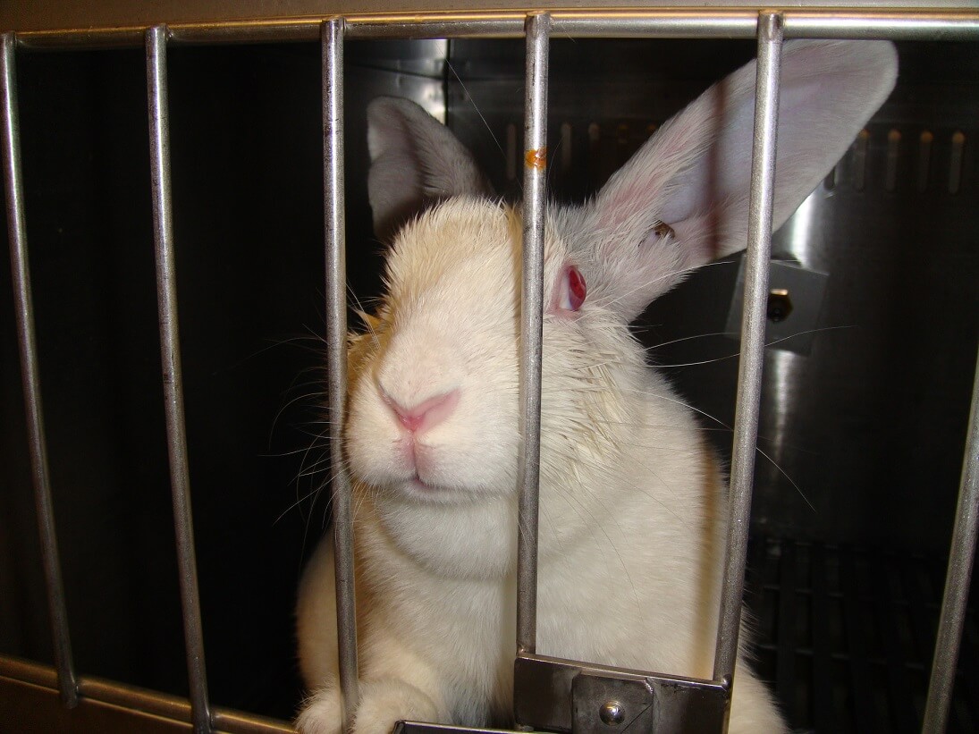 PETA et d’autres groupes de défense des animaux collaborent pour mettre fin aux tests de cosmétiques sur les animaux