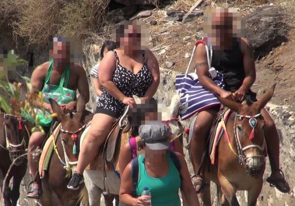 Des ânes à Santorin (Grèce) utilisés comme taxis : agissez maintenant !
