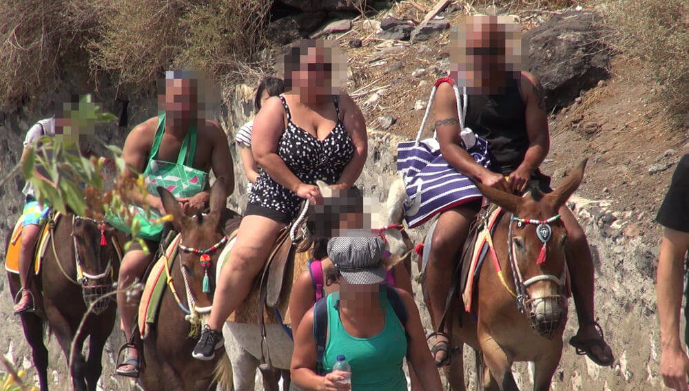 Des ânes à Santorin (Grèce) utilisés comme taxis : agissez maintenant !