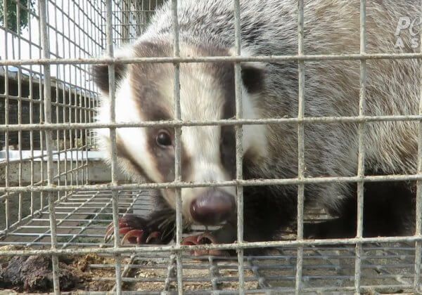 Une vidéo tournée par PETA Asie montre des blaireaux égorgés pour fabriquer des pinceaux de maquillage