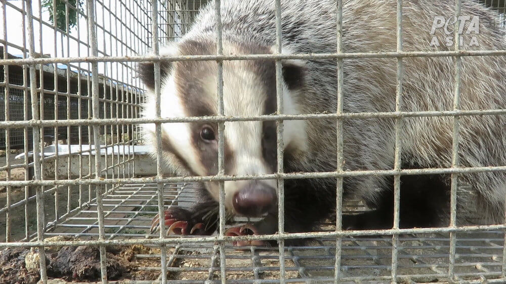 Une vidéo tournée par PETA Asie montre des blaireaux égorgés pour fabriquer des pinceaux de maquillage