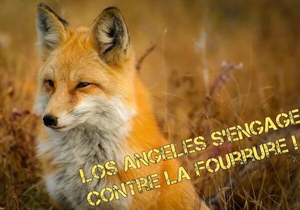 Bonne nouvelle : Los Angeles vote pour interdire la vente de fourrure animale