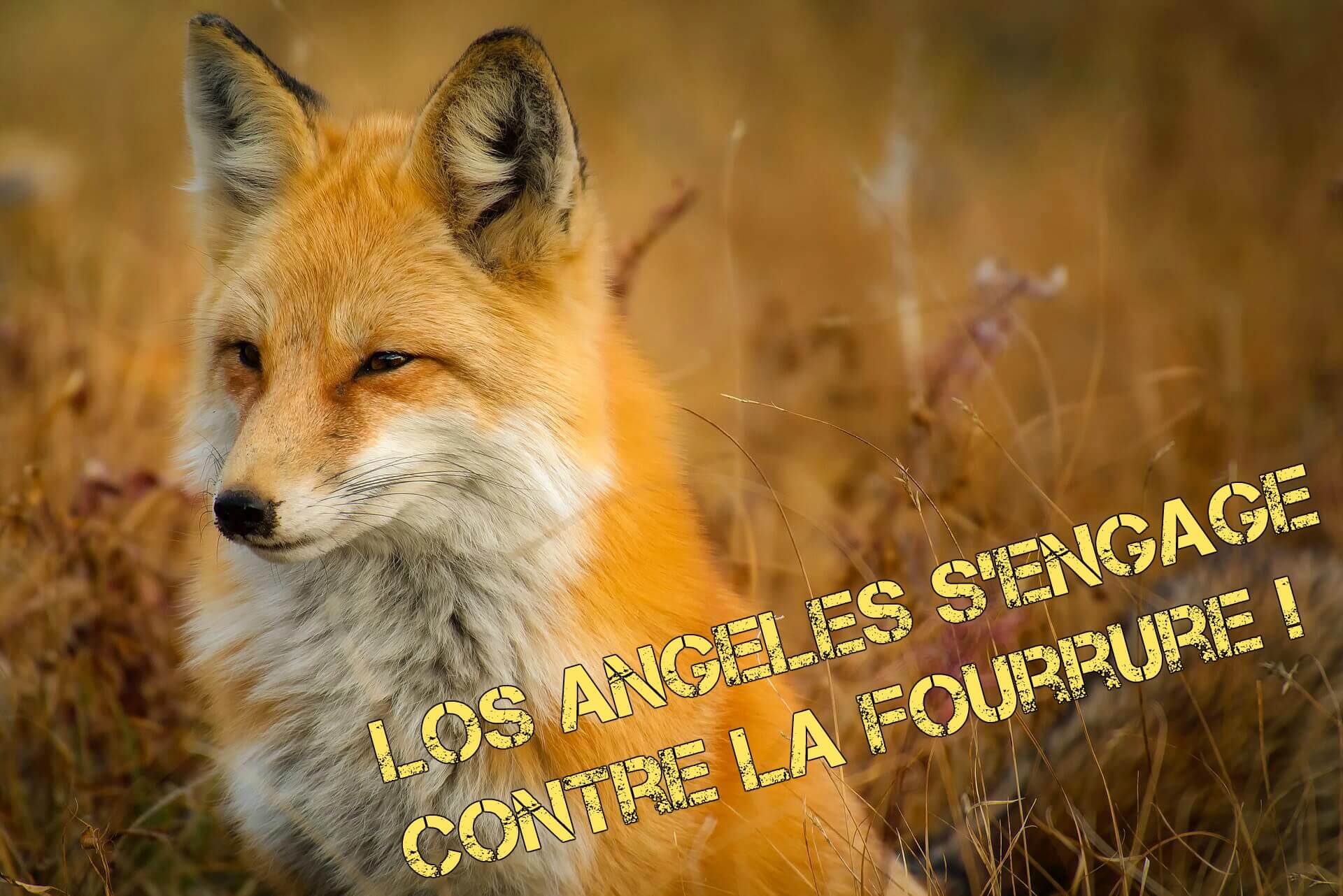 Bonne nouvelle : Los Angeles vote pour interdire la vente de fourrure animale