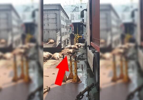 L&rsquo;enfer du transport d&rsquo;animaux vivants : 40 cochons jetés à la mer