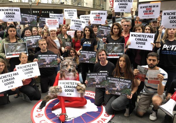 Un « coyote » piégé et ensanglanté proteste contre le pop-up store Canada Goose au BHV
