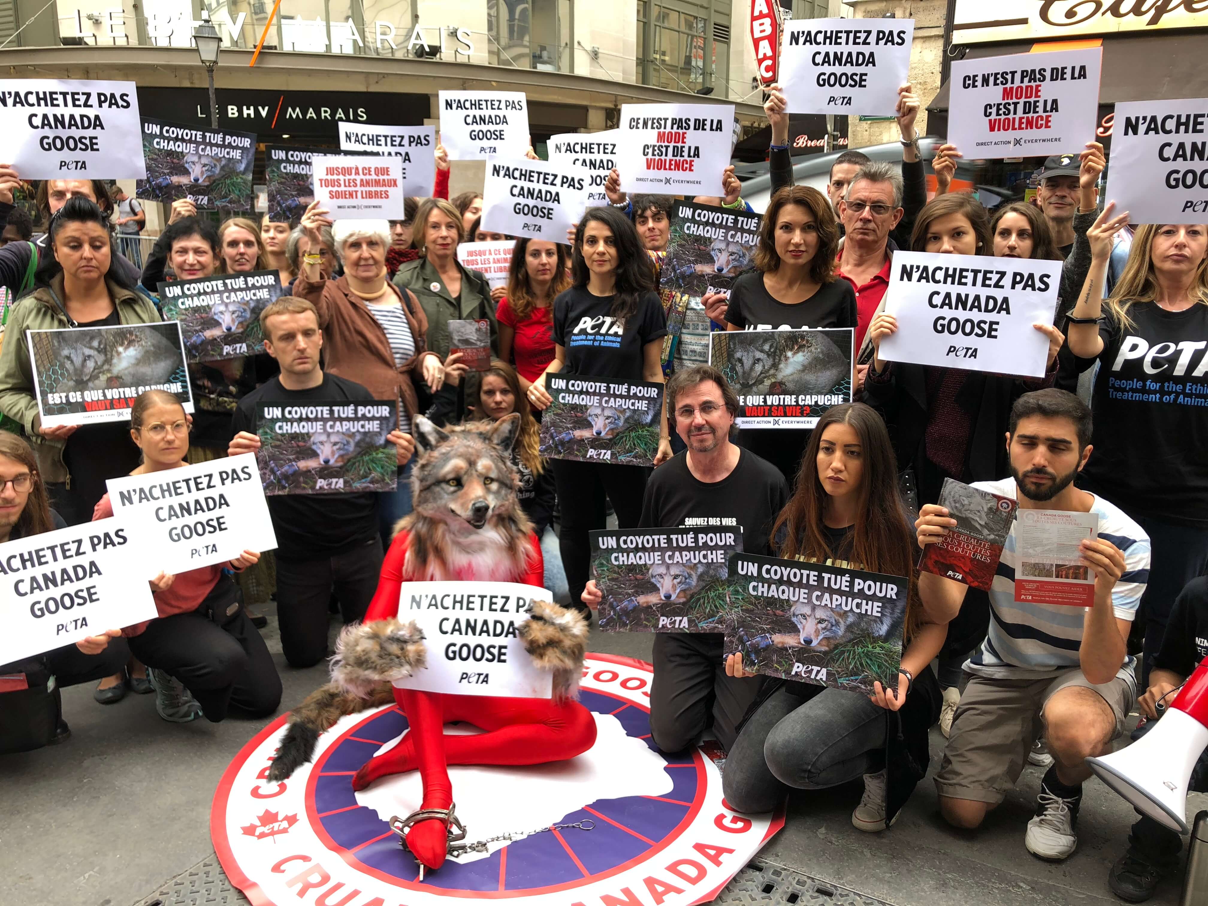 Un « coyote » piégé et ensanglanté proteste contre le pop-up store Canada Goose au BHV