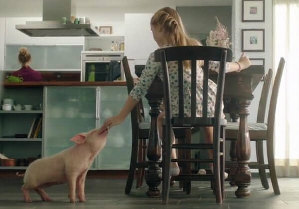 Une nouvelle vidéo montre la belle histoire d’amitié d’une fille et son cochon
