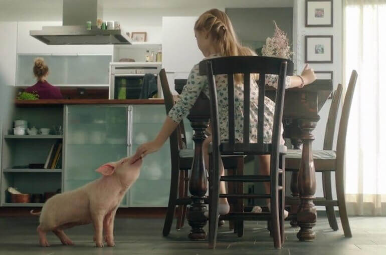 Une nouvelle vidéo montre la belle histoire d’amitié d’une fille et son cochon
