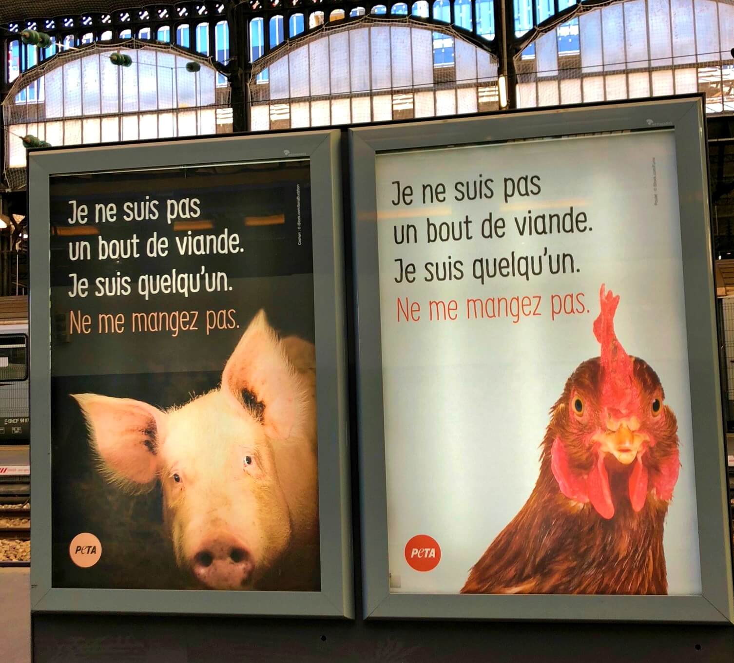 Les chiens au museau aplati devraient-ils être interdits en France ? -  Actualités - PETA France