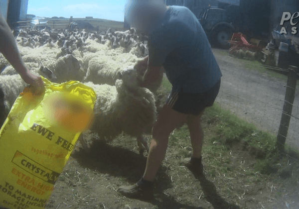 Un éleveur de moutons écossais plaide coupable après avoir été filmé en train de frapper des moutons au visage