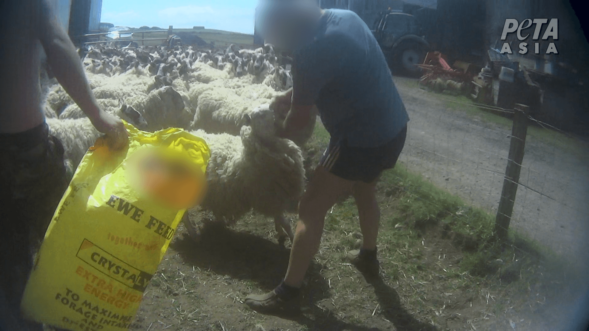 Un éleveur de moutons écossais plaide coupable après avoir été filmé en train de frapper des moutons au visage