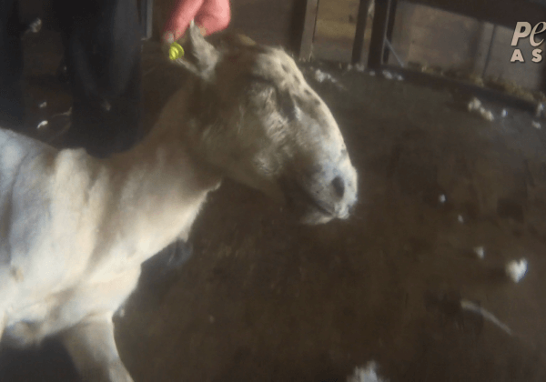 EXCLU : des moutons frappés, blessés et violemment projetés en Ecosse
