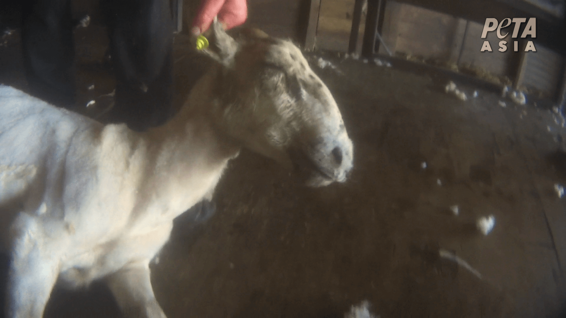 EXCLU : des moutons frappés, blessés et violemment projetés en Ecosse