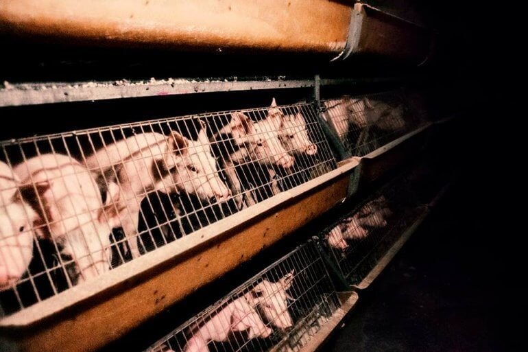 #EndTheCageAge : 7 raisons de lutter contre l’élevage en cage