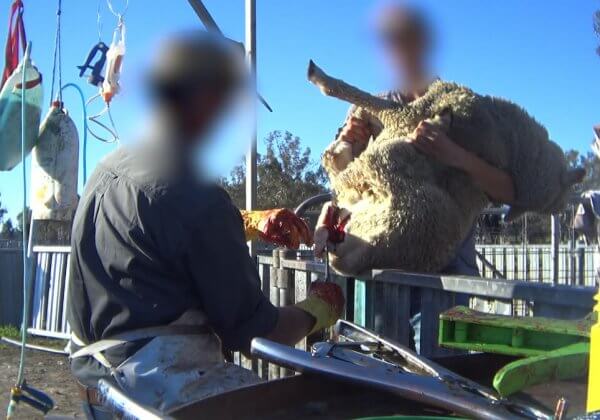 Nouvelles révélations : pour la laine, des agneaux se font découper de la chair, couper et cautériser la queue par le feu et des moutons frapper au visage en Australie