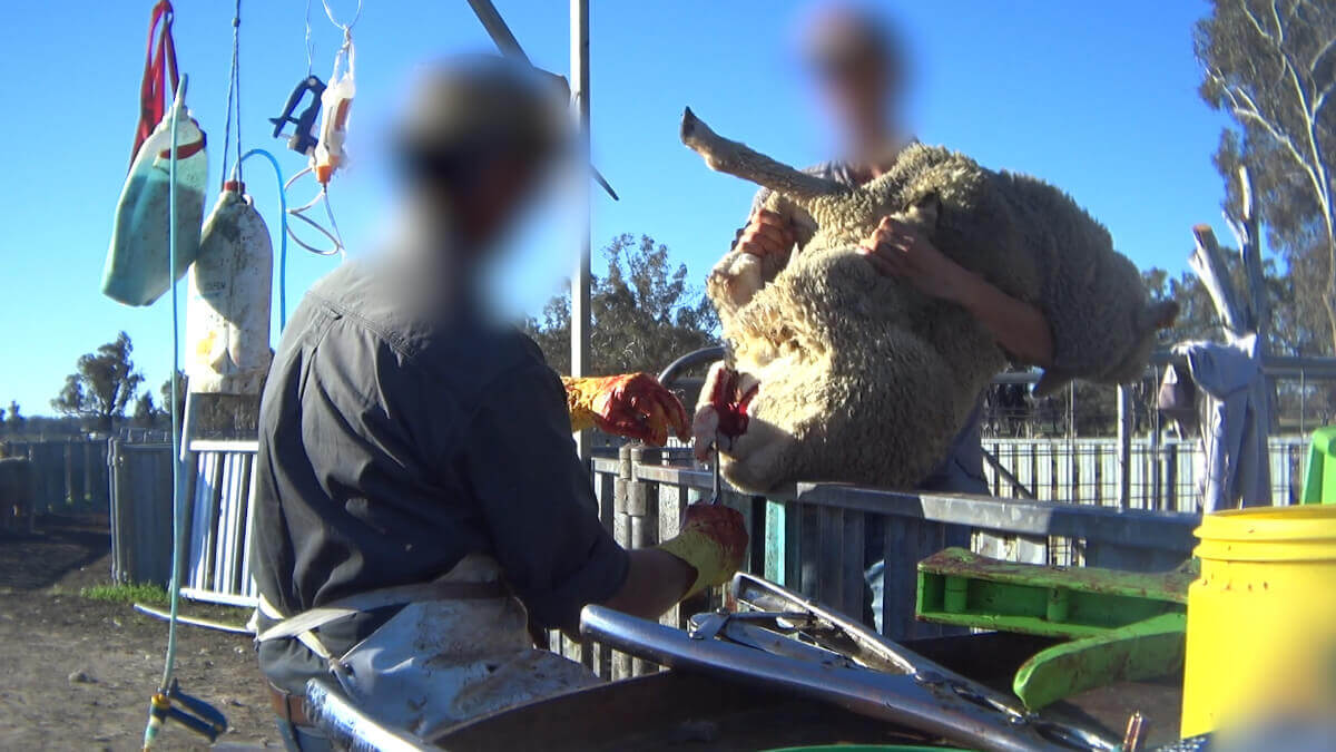 Nouvelles révélations : pour la laine, des agneaux se font découper de la chair, couper et cautériser la queue par le feu et des moutons frapper au visage en Australie