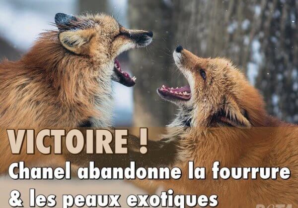 Victoire ! Chanel se défait des peaux exotiques et de la fourrure