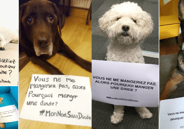 « Vous ne me mangeriez pas, alors pourquoi manger une dinde ? »