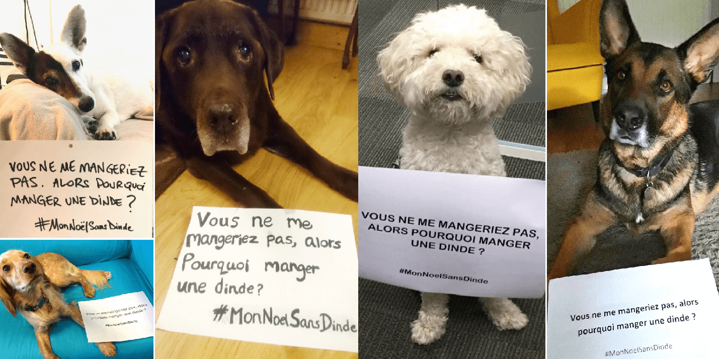 « Vous ne me mangeriez pas, alors pourquoi manger une dinde ? »