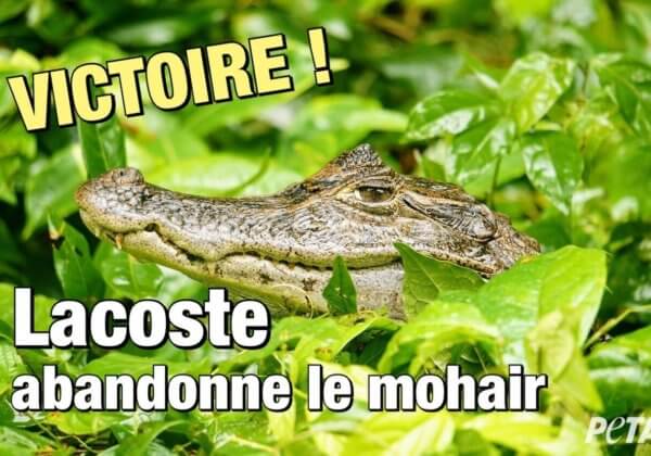 Excellente nouvelle ! Lacoste abandonne le mohair après diffusion d&rsquo;une enquête inédite par PETA