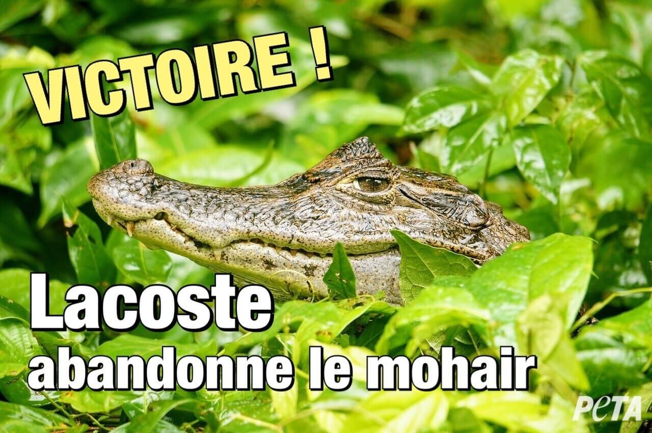 Excellente nouvelle ! Lacoste abandonne le mohair après diffusion d’une enquête inédite par PETA