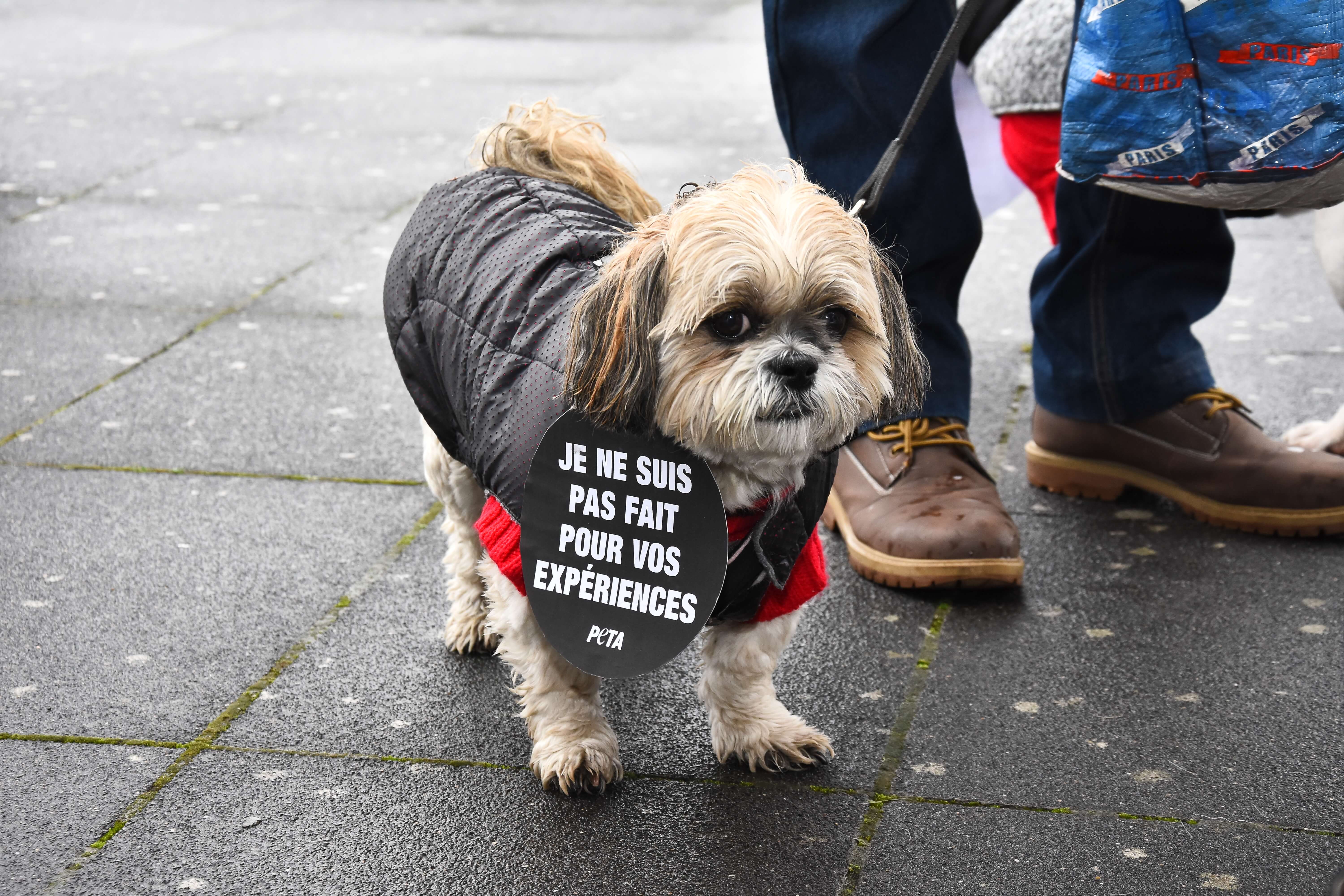 Ce que PETA France a accompli pour les animaux en 2018