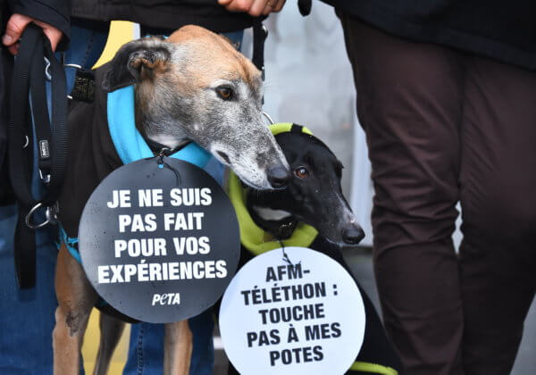 Une meute de chien proteste contre les tests sur leurs congénères financés par l’AFM-Téléthon