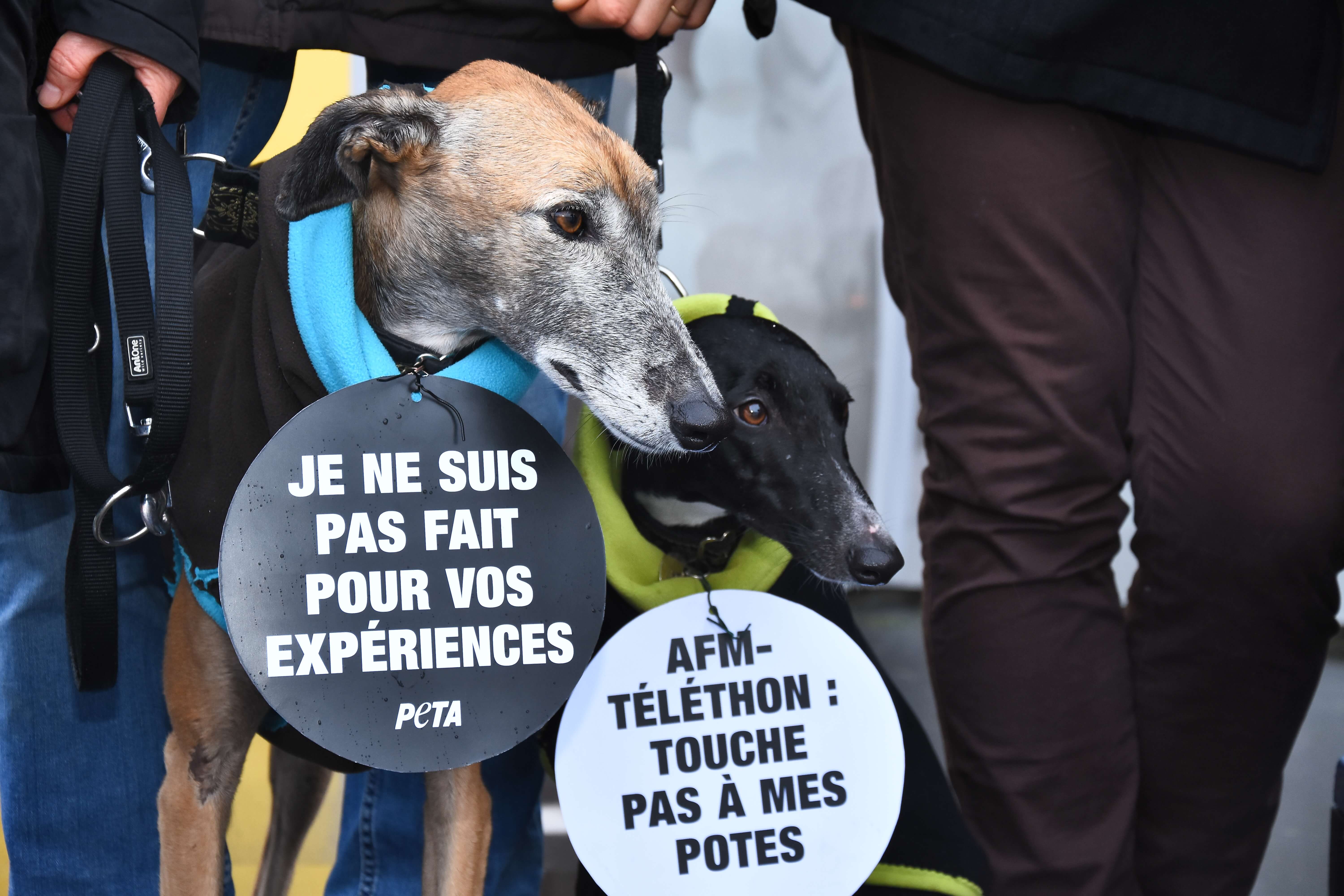 Une meute de chien proteste contre les tests sur leurs congénères financés par l’AFM-Téléthon