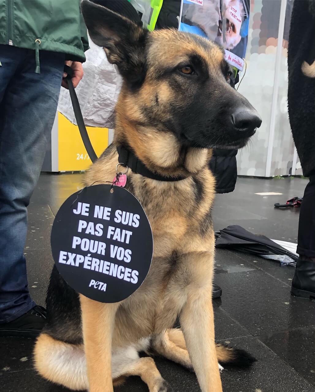 https://www.petafrance.com/wp-content/uploads/2018/12/Téléthon-dog-demo7.jpg