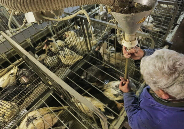 Comment agir contre le foie gras auprès des municipalités