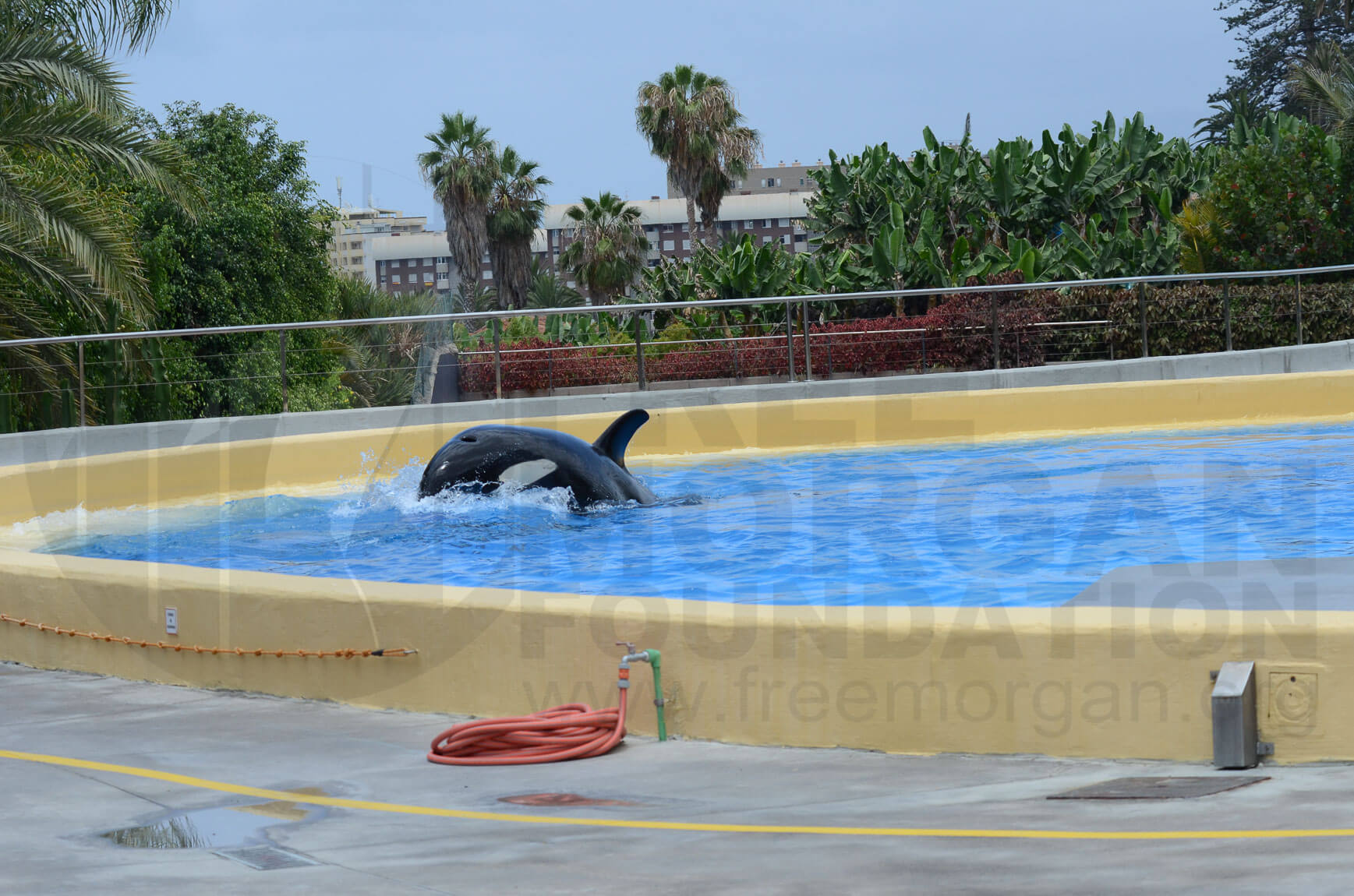 Morgan a accouché d&rsquo;un bébé qui sera lui aussi prisonnier d&rsquo;un minuscule bassin en béton