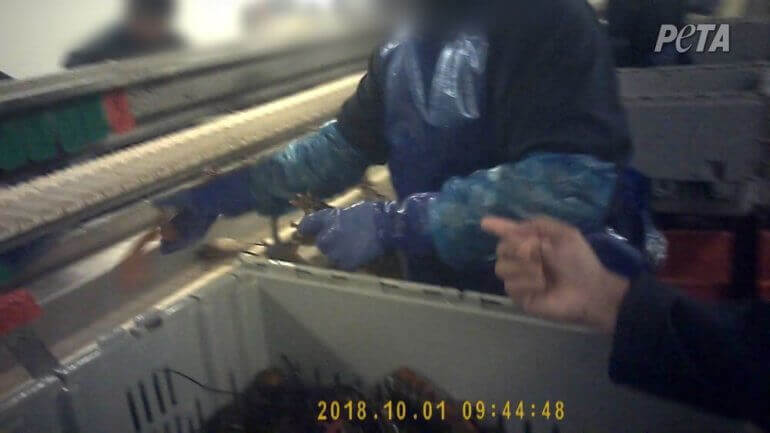 Une vidéo d’enquête montre des homards démembrés vivants agonisant