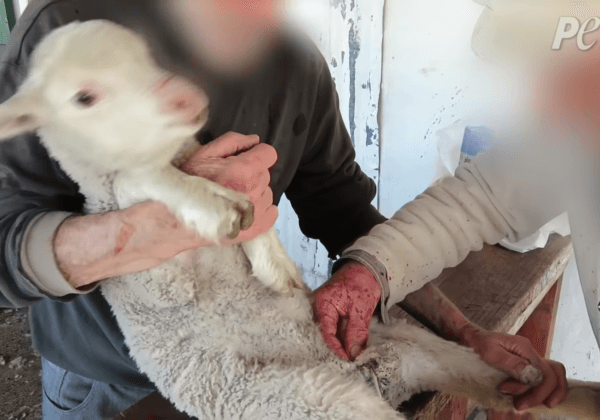 Mutilations et violences dans un élevage lainier en Argentine